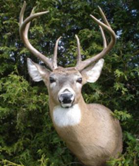 Taxidermy Ontario , Wildlife Mounts, Trophy hunt ...