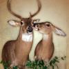 Buck and Doe Pair