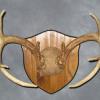 Deer Antlers Mount