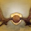 Moose Antlers