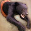 Black Bear