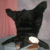 Bear Rug and Skull