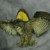 Great Horned Owl