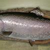 Lake Trout-Replica