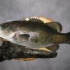 22  Small Mouth Bass -Reproduction