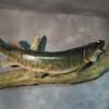 40 inch Musky