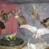 Taxidermy Shop