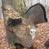 Ruffed Grouse