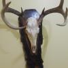 White- Tailed Deer Euro Mount