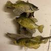 Crappies mount 