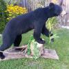 Black Bear